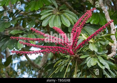 Die Frucht eines australischen Umbrella Tree (Schefflera actinophylla) in seinem ursprünglichen Regenwald in der Nähe von Kuranda in Queensland. Stockfoto