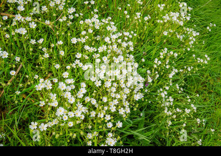 Kleine wilde Blüten mit weißen Blütenblättern und gelbe Staubgefäße auf grünen Stengel und Blätter. Stockfoto