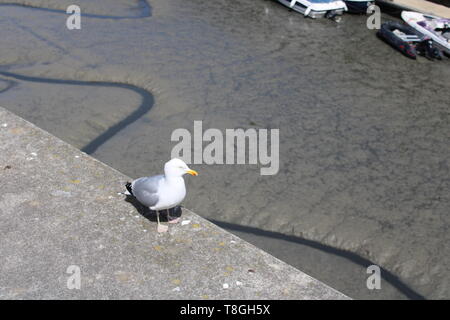 Möwe in Padstow Hafen Stockfoto