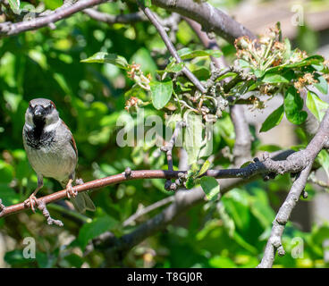 Erwachsenen männlichen Haussperling Hocken auf einem Apple Tree Branch auf der Suche nach Nahrung in einem Garten in Alsager Cheshire England Vereinigtes Königreich Großbritannien Stockfoto