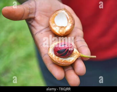 Frische Muskatnuss Obst auf der Hand. Grenada Spice Garden Stockfoto