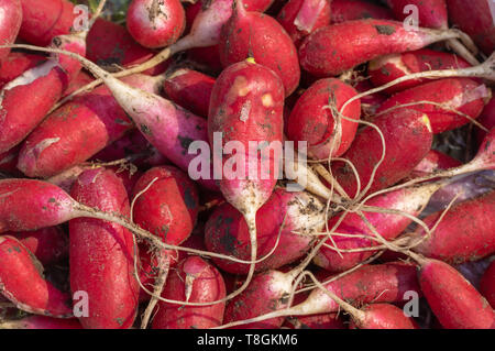Ansicht von oben auf die Ernte von organischen Garten Rettich Stockfoto