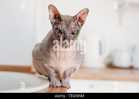 Reinrassige kahlen Sphynx Katze grau getigert sitzen auf der Küche Stockfoto