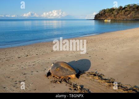 Frankreich, Insel Mayotte (französische überseeische Departements), Grande Terre, Kani Keli, N'Gouja Strand, grüne Meeresschildkröte (Chelonia mydas) Beitritt zum Meer nach der Verlegung Stockfoto