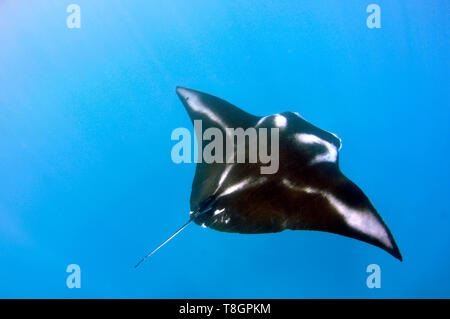 Manta, Manta, Manta birostris Straße, Mwand Pass, Pohnpei, Föderierte Staaten von Mikronesien Stockfoto