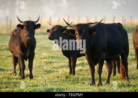 Frankreich, Gard, Montcalm, Camargue, Mas de la Paix, manade von Saint Louis, Stiere in Freiheit Stockfoto