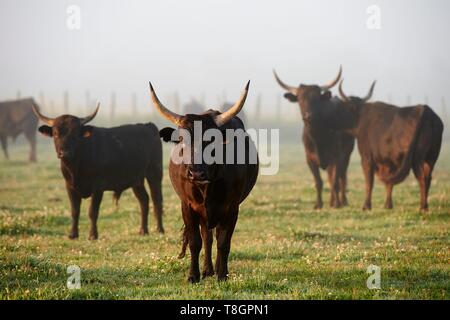 Frankreich, Gard, Montcalm, Camargue, Mas de la Paix, manade von Saint Louis, Stiere in Freiheit Stockfoto