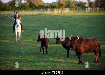 Frankreich, Gard, Montcalm, Camargue, Mas de la Paix, Manade de Saint Louis, Groul Familie, Stiere Auswahl Stockfoto