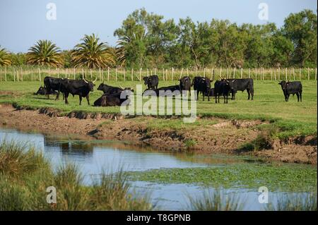 Frankreich, Gard, Montcalm, Camargue, Mas de la Paix, manade von Saint Louis, Stiere in Freiheit Stockfoto