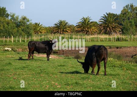 Frankreich, Gard, Montcalm, Camargue, Mas de la Paix, manade von Saint Louis, Stiere in Freiheit Stockfoto