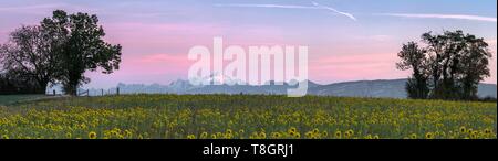 Frankreich, Ain, Blick auf den Mont Blanc von einem sonnenblumenfeld Stockfoto