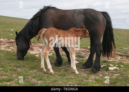 Baby Fohlen säugen Milch von ihrer Mutter Pferd Stockfoto
