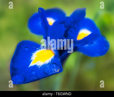 Regen fällt auf eine schöne Saphir blau und gelbe Iris Blume. Eine große Regentropfen auf dem Blütenblatt Fang das Licht abgerechnet. Die Kanten der Peta Stockfoto