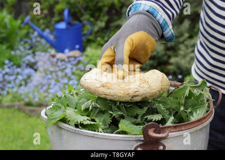 Urtica dioica. Die brennnessel Dünger Schritt für Schritt. Mit einem Stein nesseln unter Wasser zu halten Stockfoto