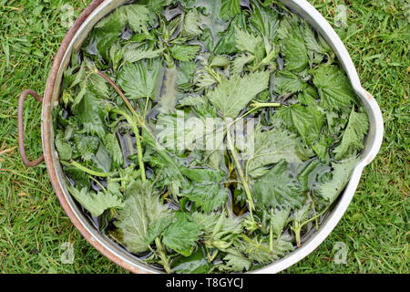 Urtica dioica. Brennnesseln in Wasser getaucht flüssigen pflanzlichen Futtermitteln zu machen - Großbritannien Stockfoto