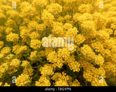 Feld mit vielen gelben Blumen/Aufgenommen an einem schönen Tag nach dem Regen Stockfoto