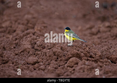 Western Schafstelze (Motacilla flava feldegg) Stockfoto