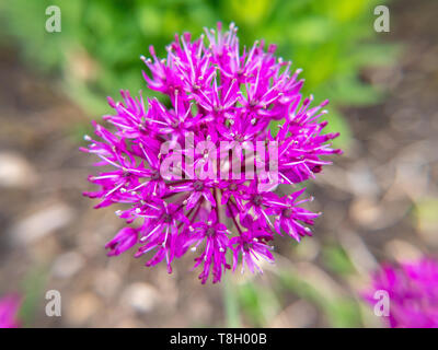 Lila Blume auf grünem Hintergrund/Aufgenommen an einem schönen Tag nach dem Regen Stockfoto