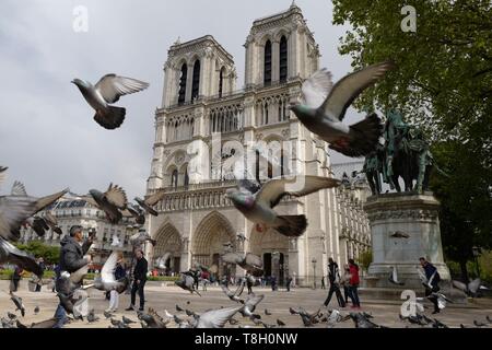 Frankreich, Paris, Tauben fliegen vor Notre Dame de Paris. Stockfoto