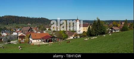 Frankreich, Doubs, Panoramablick auf die vew der Kuhherde in vorne oben Doubs das Dorf und die Kirche St. Theodul in Labergement Sainte Marie Stockfoto