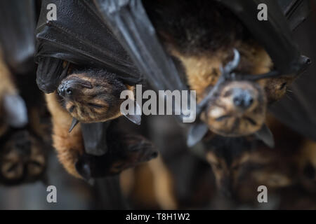 Gerettet und Sanierung gefährdete Brillenbär Flughunde in einem Wildlife Rescue Service in Kuranda, Queensland. Stockfoto