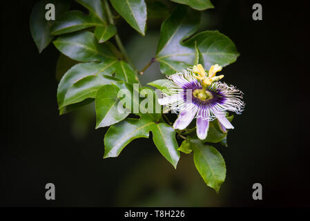 Eingebürgerte passionfruit Blüte in der in den Regenwäldern in Kuranda, Queensland, Australien, an der beliebten "Dschungel". Stockfoto