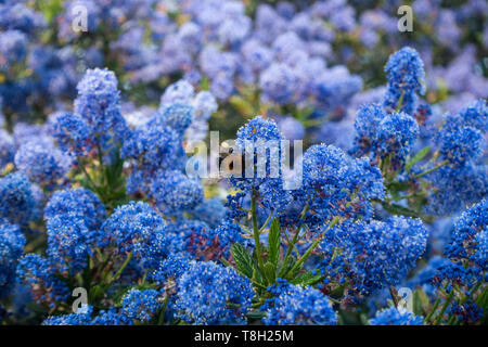 Eine Hummel auf Blau ceanothus Blumen. Stockfoto