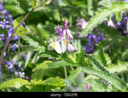 Ein männlicher Orange Tip Schmetterling in der Sonne auf einer spanischen Bluebell Blume in einem Garten in Corbridge Northumberland, England Vereinigtes Königreich Großbritannien Stockfoto