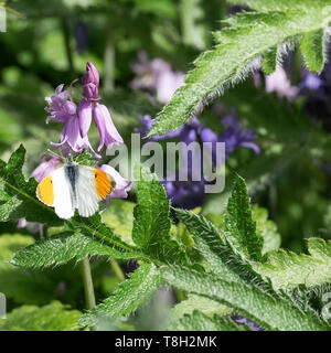 Ein männlicher Orange Tip Schmetterling in der Sonne auf einer spanischen Bluebell Blume in einem Garten in Corbridge Northumberland, England Vereinigtes Königreich Großbritannien Stockfoto