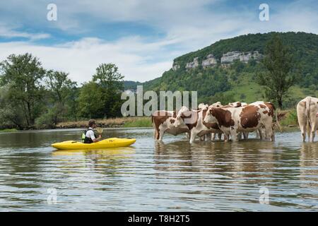 Frankreich, Doubs, Loue Valley, Kanutour auf der Loue de Vuillafans in Ornans, Begegnung mit einer Kuhherde Stockfoto