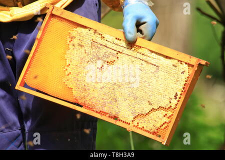 Imker mit wabe in der Hand; Bienen um Schwärmen Stockfoto