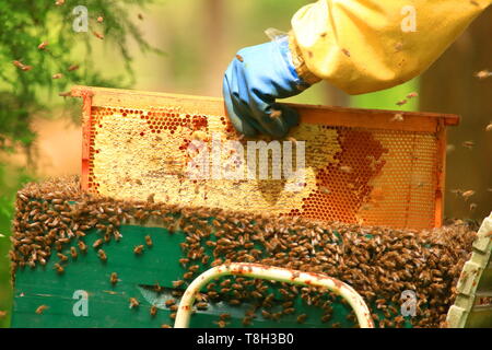 Imker mit wabe in der Hand; Bienen um Schwärmen Stockfoto