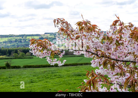 Ein blühender Kirschblütenbaum mit schönen rosa Blumen in einem Garten in Corbridge Northumbeland England Vereinigtes Königreich Großbritannien Stockfoto