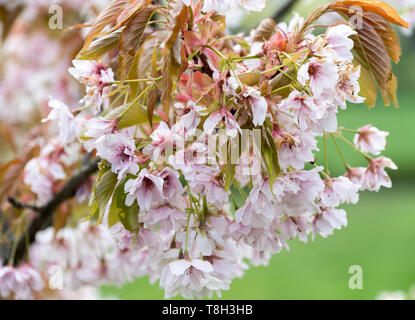 Ein blühender Kirschblütenbaum mit schönen rosa Blumen in einem Garten in Corbridge Northumbeland England Vereinigtes Königreich Großbritannien Stockfoto