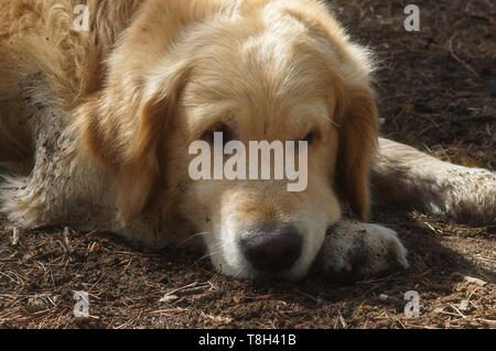 Big Dog breed Golden Retriever ruht auf dem Boden liegend Stockfoto