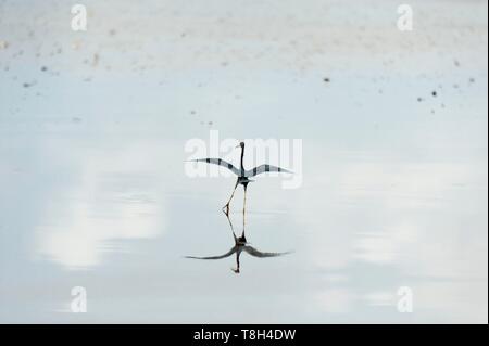 Frankreich, Französisch Guyana, Naturpark Amana, Blue Heron (Ardea herodias) Stockfoto