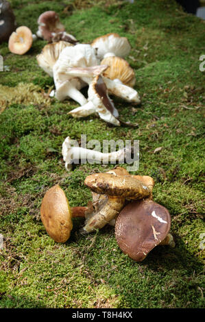 Nahaufnahme der Boletus edulis, Penny bun, Steinpilze auf improvisierten Gras auf Ausstellung von Pilzen an einem sonnigen Tag, outdoor Stockfoto