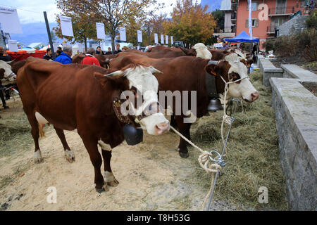 Vaches. Foire Agricole. Saint-Gervais-les-Bains. / Kühe. Landwirtschaftliche Messe. Saint-Gervais-les-Bains. Stockfoto