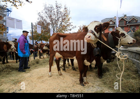 Vaches. Foire Agricole. Saint-Gervais-les-Bains. / Kühe. Landwirtschaftliche Messe. Saint-Gervais-les-Bains. Stockfoto