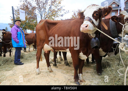 Vaches. Foire Agricole. Saint-Gervais-les-Bains. Kühe. Landwirtschaftliche Messe. Saint-Gervais-les-Bains. Stockfoto