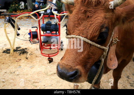 Maschine à traire. Vache. Foire Agricole. Saint-Gervais-les-Bains. /Kuh. Ausstellung. Landwirtschaftliche Messe. Saint-Gervais-les-Bains. Stockfoto