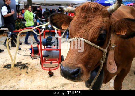 Maschine à traire. Vache. Foire Agricole. Saint-Gervais-les-Bains. /Kuh. Ausstellung. Landwirtschaftliche Messe. Saint-Gervais-les-Bains. Stockfoto