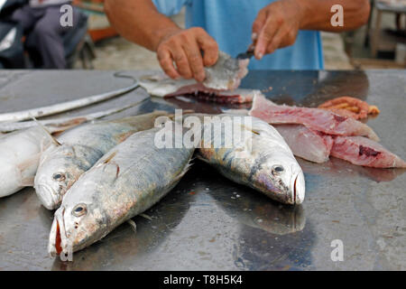 Der Fischer reinigt frischen Fisch, die er gerade im Meer gefangen hat. Ihre Kunden warten. Er nutzt geschickt ein scharfes Messer. Stockfoto