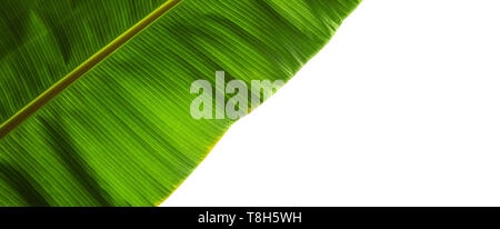 Natürliche Makro Foto mit tropischen Grün Blatt Fragment auf weißem Hintergrund. Breite Komposition mit Kopie Raum Stockfoto