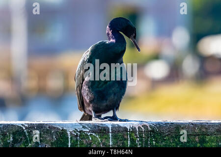 Pelagische Kormoran thront auf einem Zaun, British Columbia. Stockfoto