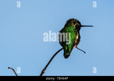 Anna's Hummingbird auf einem Zweig, British Columbia, Kanada Stockfoto