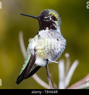 Anna's Hummingbird auf eine Pflanze, British Columbia, Kanada Stockfoto