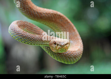 Mangrove Bambusotter (Ein älterer Name purpureomaculatus) Bereit zum Streik, Indonesien Stockfoto