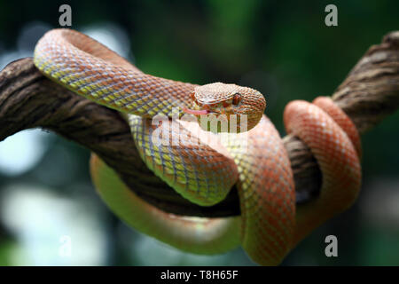 Mangrove Bambusotter (Ein älterer Name purpureomaculatus) Bereit zum Streik, Indonesien Stockfoto