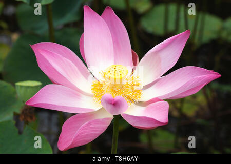 Rosa Seerose Blüte öffnen. Lotus Flower. close-up Foto mit selektiven Fokus Stockfoto